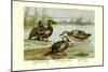 Three Types of Shoveller Ducks-Allan Brooks-Mounted Art Print