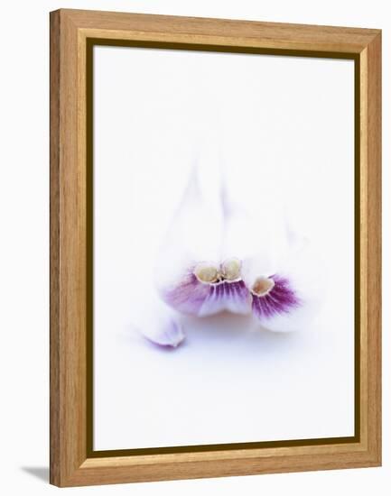 Three Unpeeled Cloves of Garlic-Marc O^ Finley-Framed Premier Image Canvas