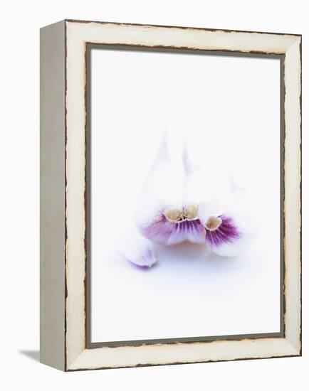 Three Unpeeled Cloves of Garlic-Marc O^ Finley-Framed Premier Image Canvas