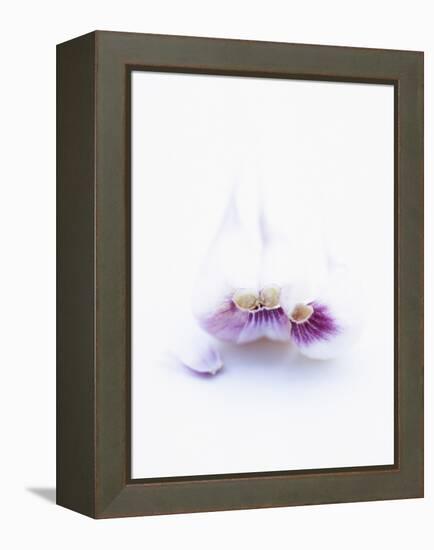 Three Unpeeled Cloves of Garlic-Marc O^ Finley-Framed Premier Image Canvas