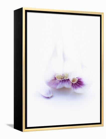 Three Unpeeled Cloves of Garlic-Marc O^ Finley-Framed Premier Image Canvas