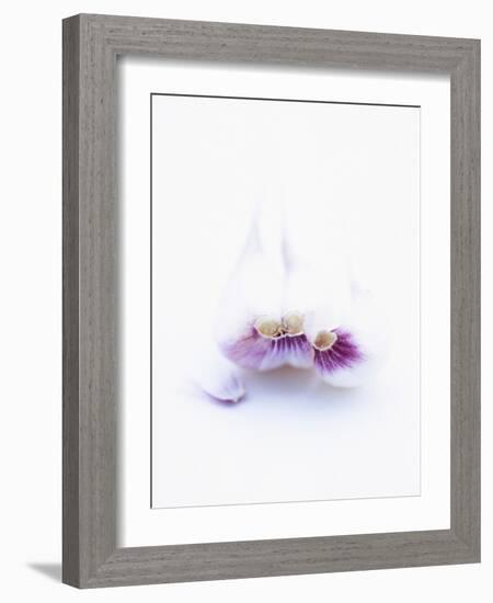 Three Unpeeled Cloves of Garlic-Marc O^ Finley-Framed Photographic Print