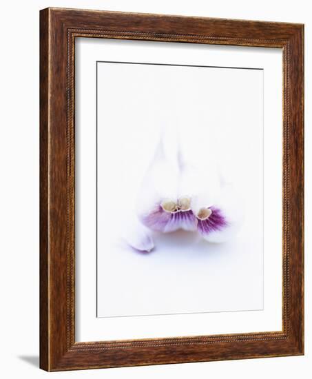 Three Unpeeled Cloves of Garlic-Marc O^ Finley-Framed Photographic Print