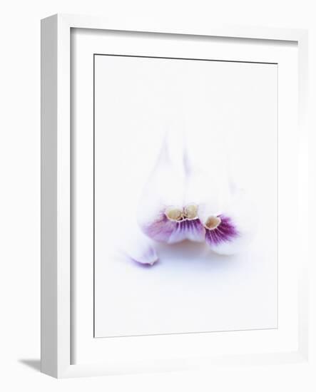 Three Unpeeled Cloves of Garlic-Marc O^ Finley-Framed Photographic Print