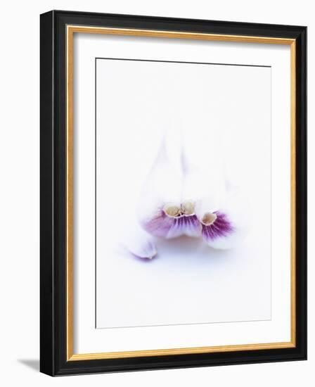 Three Unpeeled Cloves of Garlic-Marc O^ Finley-Framed Photographic Print