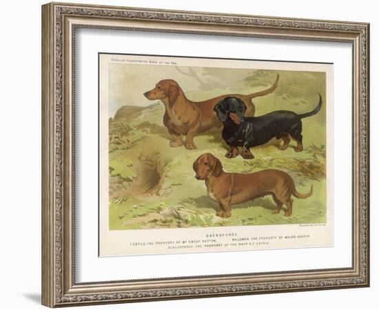 Three Varieties of Dachshund, Smooth Red and Black-And-Tan-Vero Shaw-Framed Art Print