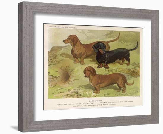 Three Varieties of Dachshund, Smooth Red and Black-And-Tan-Vero Shaw-Framed Art Print