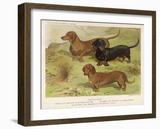 Three Varieties of Dachshund, Smooth Red and Black-And-Tan-Vero Shaw-Framed Art Print