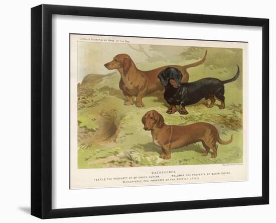 Three Varieties of Dachshund, Smooth Red and Black-And-Tan-Vero Shaw-Framed Art Print