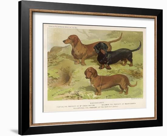 Three Varieties of Dachshund, Smooth Red and Black-And-Tan-Vero Shaw-Framed Art Print