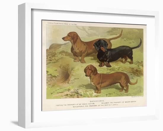 Three Varieties of Dachshund, Smooth Red and Black-And-Tan-Vero Shaw-Framed Art Print