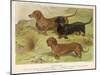 Three Varieties of Dachshund, Smooth Red and Black-And-Tan-Vero Shaw-Mounted Art Print