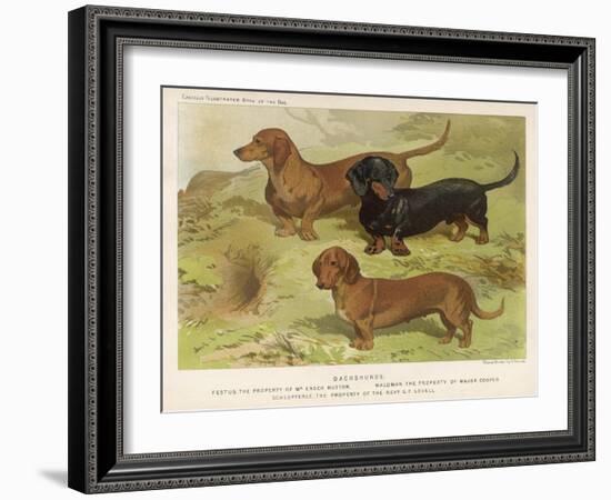 Three Varieties of Dachshund, Smooth Red and Black-And-Tan-Vero Shaw-Framed Art Print