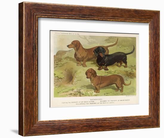 Three Varieties of Dachshund, Smooth Red and Black-And-Tan-Vero Shaw-Framed Premium Giclee Print