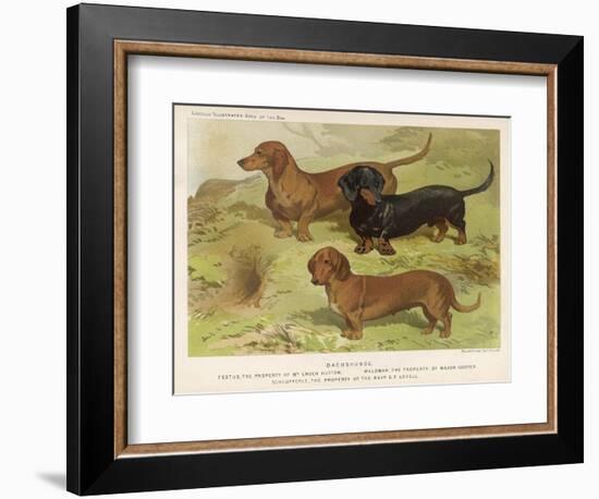 Three Varieties of Dachshund, Smooth Red and Black-And-Tan-Vero Shaw-Framed Premium Giclee Print