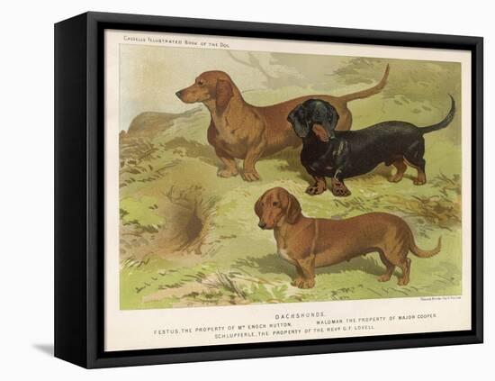 Three Varieties of Dachshund, Smooth Red and Black-And-Tan-Vero Shaw-Framed Stretched Canvas