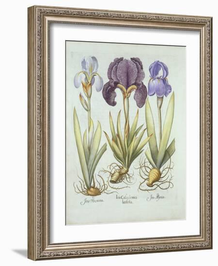 Three Varieties of Rhizomatous Beardless Irises, from 'Hortus Eystettensis', by Basil Besler (1561--German School-Framed Giclee Print