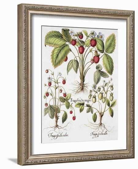 Three Varieties of Strawberry-Basilius Besler-Framed Giclee Print