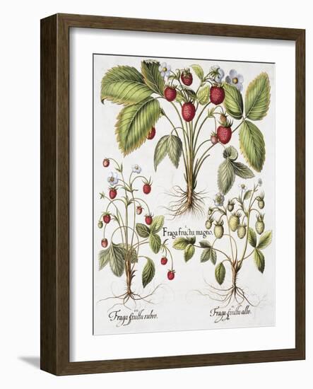 Three Varieties of Strawberry-Basilius Besler-Framed Giclee Print