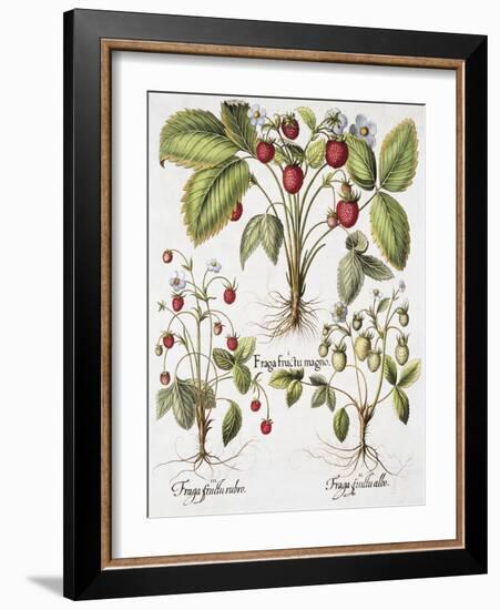 Three Varieties of Strawberry-Basilius Besler-Framed Giclee Print