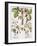 Three Varieties of Strawberry-Basilius Besler-Framed Giclee Print