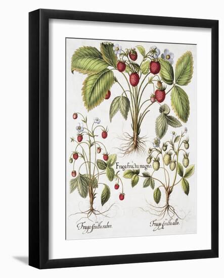 Three Varieties of Strawberry-Basilius Besler-Framed Giclee Print