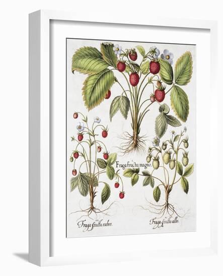 Three Varieties of Strawberry-Basilius Besler-Framed Giclee Print