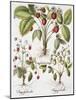 Three Varieties of Strawberry-Basilius Besler-Mounted Giclee Print