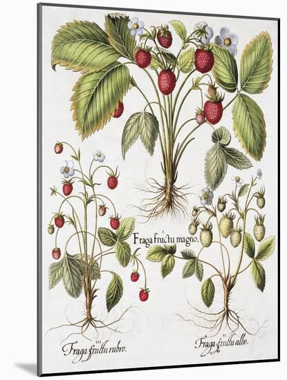 Three Varieties of Strawberry-Basilius Besler-Mounted Giclee Print