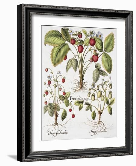 Three Varieties of Strawberry-Basilius Besler-Framed Giclee Print