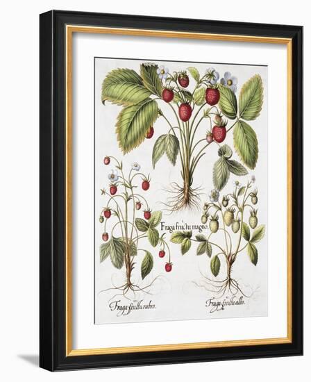 Three Varieties of Strawberry-Basilius Besler-Framed Giclee Print