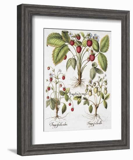 Three Varieties of Strawberry-Basilius Besler-Framed Giclee Print