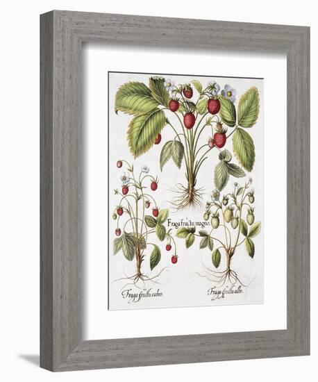 Three Varieties of Strawberry-Basilius Besler-Framed Giclee Print