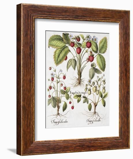 Three Varieties of Strawberry-Basilius Besler-Framed Giclee Print