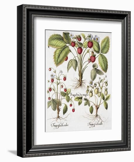 Three Varieties of Strawberry-Basilius Besler-Framed Giclee Print