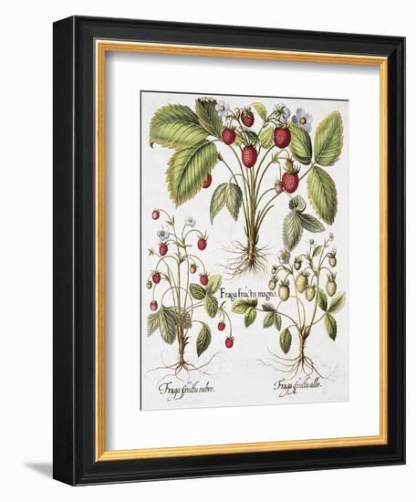 Three Varieties of Strawberry-Basilius Besler-Framed Giclee Print