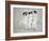 Three Vietnamese Young Women in White Fashion Walking Down the Street-Co Rentmeester-Framed Photographic Print