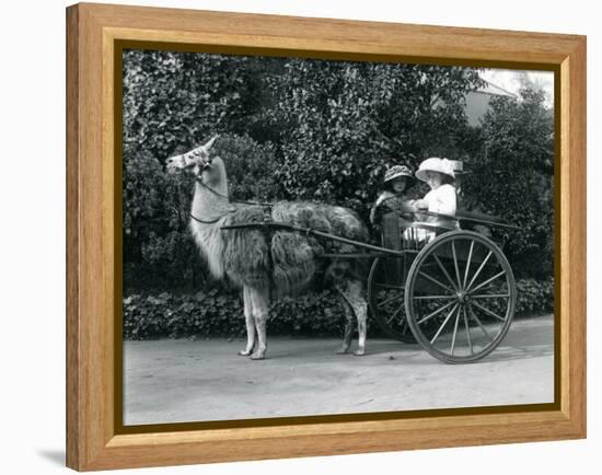 Three Visitors, Including Two Young Girls, Riding in a Cart Pulled by a Llama, London Zoo, C.1912-Frederick William Bond-Framed Premier Image Canvas