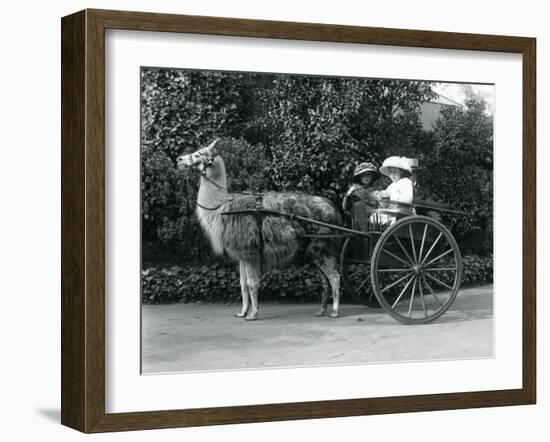 Three Visitors, Including Two Young Girls, Riding in a Cart Pulled by a Llama, London Zoo, C.1912-Frederick William Bond-Framed Photographic Print