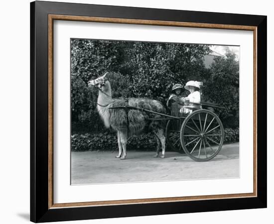 Three Visitors, Including Two Young Girls, Riding in a Cart Pulled by a Llama, London Zoo, C.1912-Frederick William Bond-Framed Photographic Print