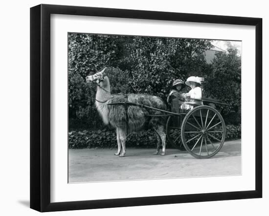 Three Visitors, Including Two Young Girls, Riding in a Cart Pulled by a Llama, London Zoo, C.1912-Frederick William Bond-Framed Photographic Print