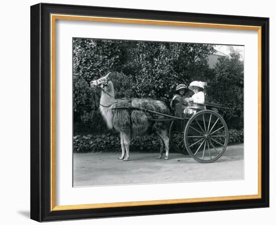 Three Visitors, Including Two Young Girls, Riding in a Cart Pulled by a Llama, London Zoo, C.1912-Frederick William Bond-Framed Photographic Print