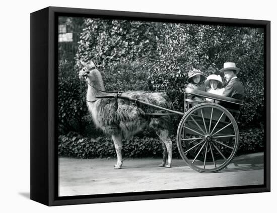 Three Visitors, Including Two Young Girls, Riding in a Cart Pulled by a Llama, London Zoo, C.1912-Frederick William Bond-Framed Premier Image Canvas