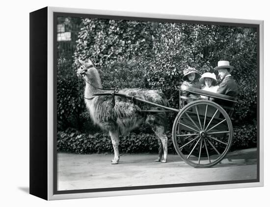 Three Visitors, Including Two Young Girls, Riding in a Cart Pulled by a Llama, London Zoo, C.1912-Frederick William Bond-Framed Premier Image Canvas