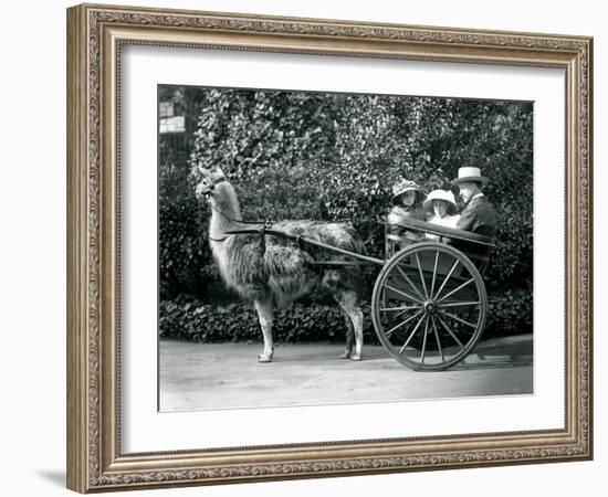 Three Visitors, Including Two Young Girls, Riding in a Cart Pulled by a Llama, London Zoo, C.1912-Frederick William Bond-Framed Photographic Print