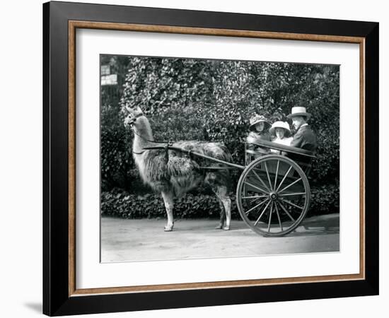 Three Visitors, Including Two Young Girls, Riding in a Cart Pulled by a Llama, London Zoo, C.1912-Frederick William Bond-Framed Photographic Print