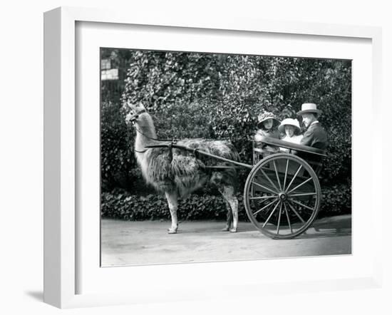 Three Visitors, Including Two Young Girls, Riding in a Cart Pulled by a Llama, London Zoo, C.1912-Frederick William Bond-Framed Photographic Print