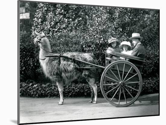 Three Visitors, Including Two Young Girls, Riding in a Cart Pulled by a Llama, London Zoo, C.1912-Frederick William Bond-Mounted Photographic Print