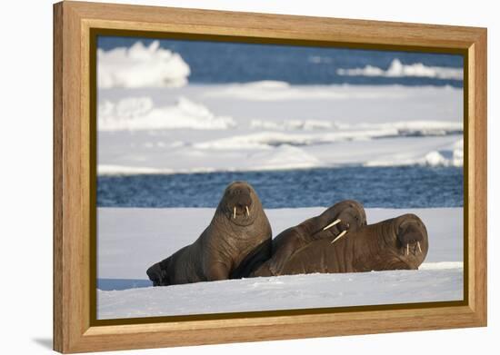 Three Walrus (Odobenus Rosmarus) Resting on Sea Ice, Svalbard, Norway, August 2009-Cairns-Framed Premier Image Canvas