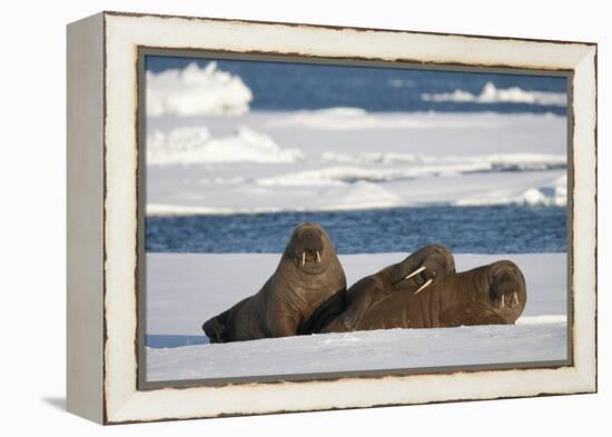 Three Walrus (Odobenus Rosmarus) Resting on Sea Ice, Svalbard, Norway, August 2009-Cairns-Framed Premier Image Canvas